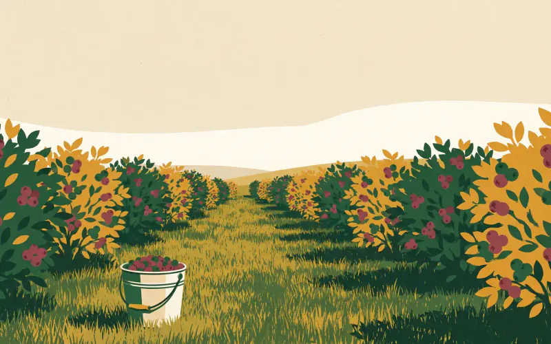 Rows of blueberry bushes heavy with ripe berries, a picking pail of blueberries standing in the grass row
