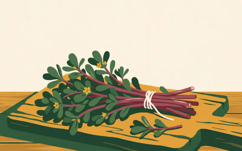A fresh-cut bunch of purslane tied with twine — smooth reddish stems, small paddle-shaped leaves, and tiny yellow flowers