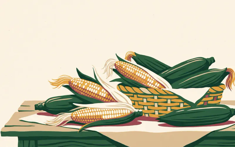 Ears of sweet corn with husks pulled halfway back showing kernels and silk, piled beside a woven basket