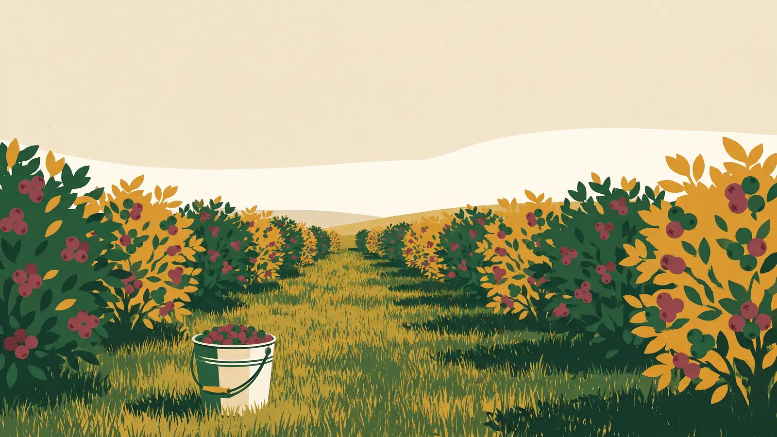 Illustration: rows of blueberry bushes heavy with ripe berries, a picking pail of blueberries standing in the grass row