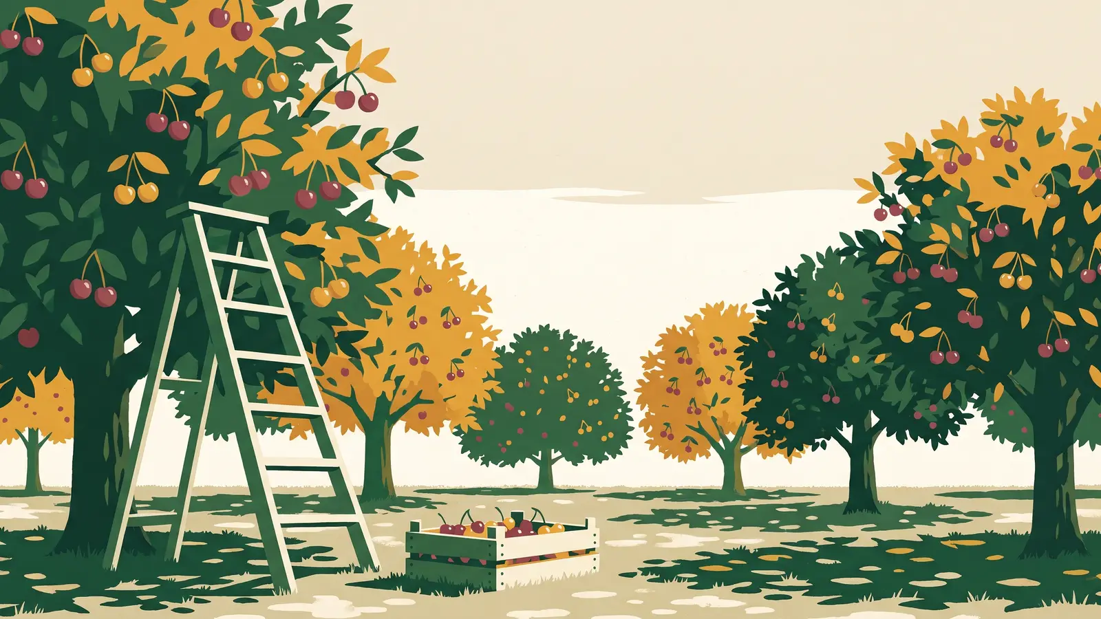Illustration: a cherry orchard with a tall orchard ladder leaning into a tree and a wooden crate of picked cherries below