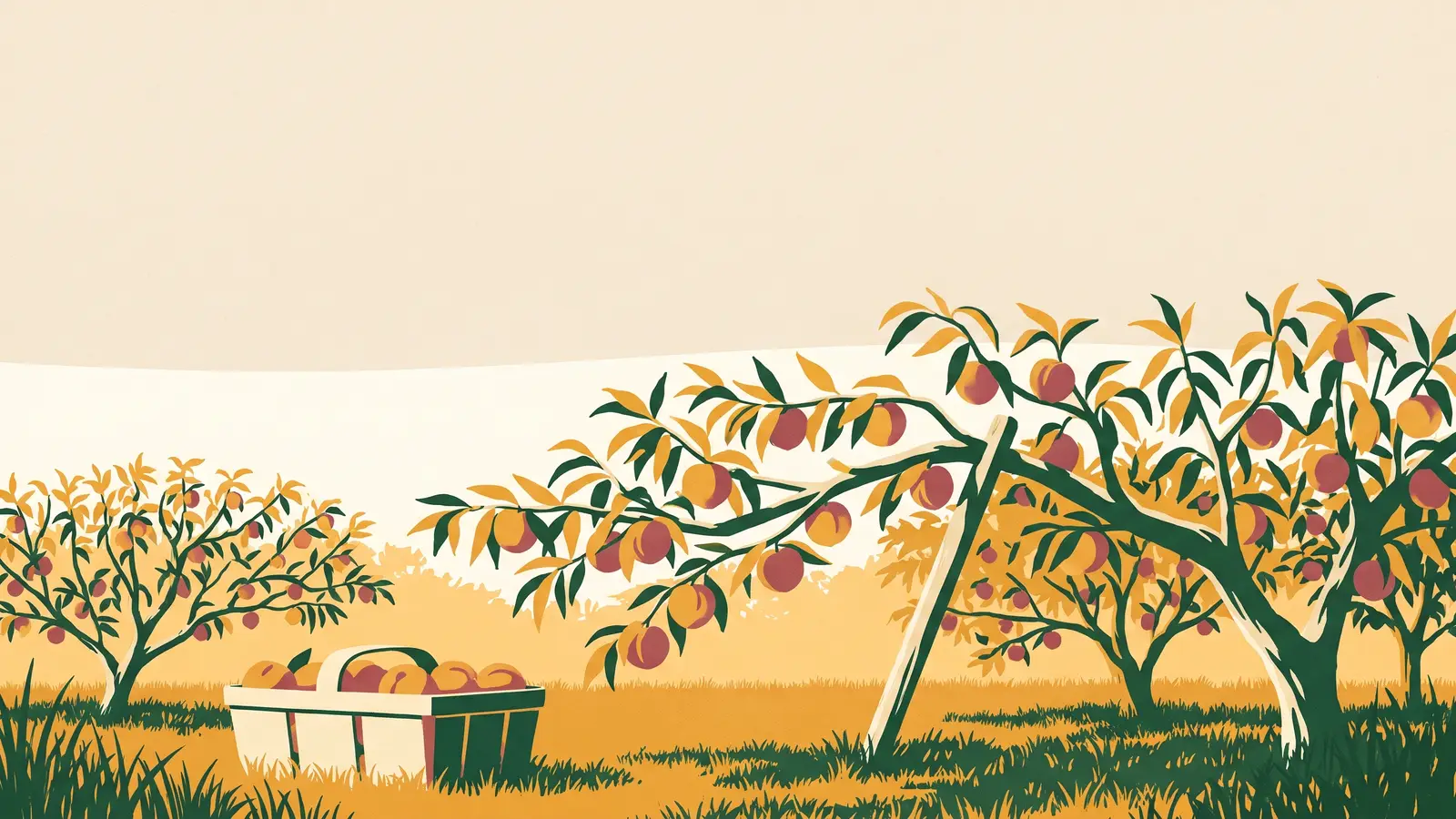 Illustration: a peach orchard at golden hour — branches heavy with blushing peaches, one propped with a stake, and a basket of picked peaches